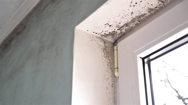 Best Mold Remediation for Specific Building Types in Sunman, IN